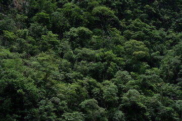 Fototapeta na wymiar jungle in cañon del sumidero national park in chiapas, mexico