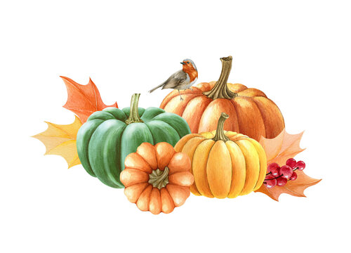Autumn pumpkin arrangement. Watercolor illustration. Hand drawn rustic thanksgiving festive decoration. Robin bird on pumpkin, autumn leaves. Thanksgiving harvest element. White background