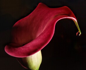 white calla lily © Carsten