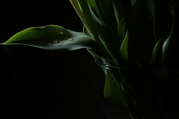 leaf in water © Carsten