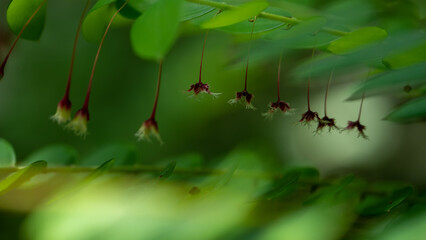 small red and yellow flowers of wild plants are blooming