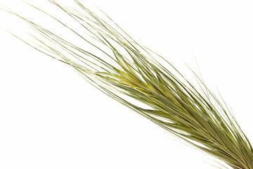 Fototapeta premium close-up couch grass isolated on white background