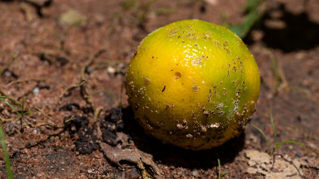 lemon fruit on the ground