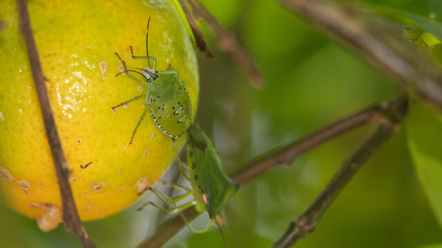 Green shield bugs, Palomena prasina, on lemon fruit
