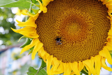 bumblebee on a sunflower collecting pollen macro close up
