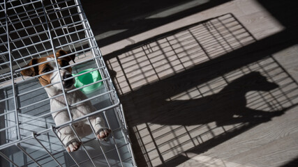 Sad dog Jack Russell Terrier sits in a cage and waits for food at an empty bowl