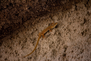 lizard on a stone