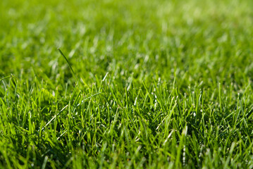 Green lawn. Fresh cut grass