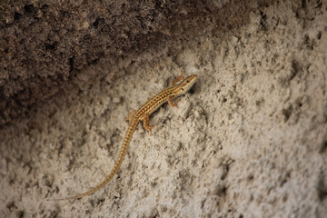 lizard on a stone