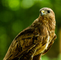 A proud Falcon Buzzard, one of the Birds of Prey at Willows,  near Sevonoaks, Kent