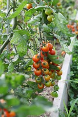 한국의방울토마토입니다