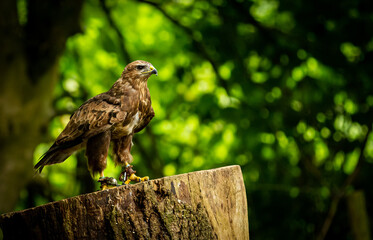 A proud Falcon Buzzard, one of the Birds of Prey at Willows,  near Sevonoaks, Kent