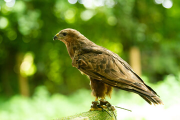 A proud Falcon Buzzard, one of the Birds of Prey at Willows,  near Sevonoaks, Kent