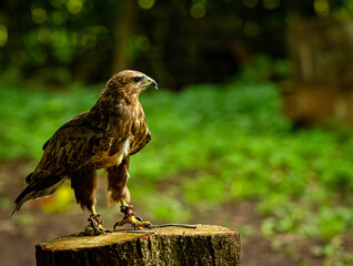 A proud Falcon Buzzard, one of the Birds of Prey at Willows,  near Sevonoaks, Kent