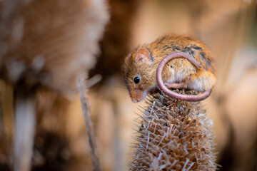 Mouse in the reeds