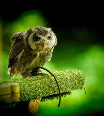 A cute owl, one of the Birds of Prey at Willows,  near Sevonoaks, Kent