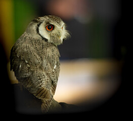 A cute owl, one of the Birds of Prey at Willows,  near Sevonoaks, Kent