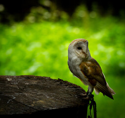A lively Barn Owl, one of the Birds of Prey at Willows,  near Sevonoaks, Kent