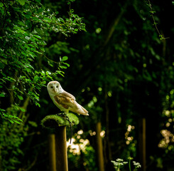 A lively Barn Owl, one of the Birds of Prey at Willows,  near Sevonoaks, Kent