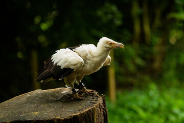 A cheeky Vulture, one of the Birds of Prey at Willows,  near Sevonoaks, Kent