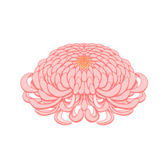 ピンク色の菊の花