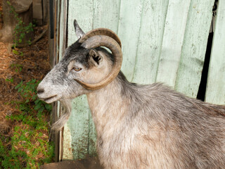 Bearded gray goat with large chic horns in profile against the background of a barn in Russia. Farm photo with a copy space for text.