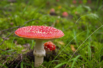 Red bright beautiful inedible mushroom fly agaric sprouted through wet fresh grass and leaves in Latvian autumn forest