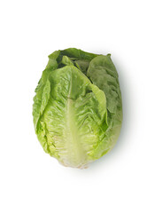 Lettuce salad isolated on white background with shadow