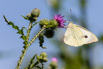 butterfly on a background of green grass in the summer day