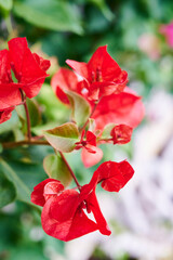 Bougainvillea glabra