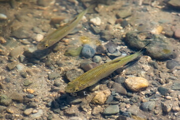 a flock of fish swims in the water of the lake