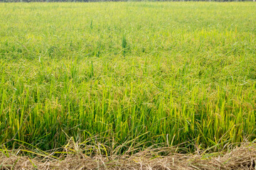 The rice plants are blooming in the rice fields in Thailand.