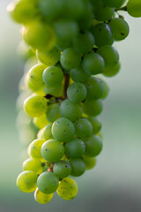 Fresh grapes hanging till it is time to harvest
