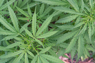 Fresh green cannabis plant. Growing organic cannabis herb on the farm outdoor. Close-up young hemp. Marijuana plantation for medical and business concept