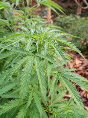 Fresh green cannabis plant. Growing organic cannabis herb on the farm outdoor. Close-up young hemp....