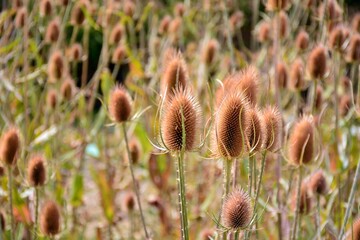 Cardos cardadores, dipsacus fullonum, en el campo al final del verano