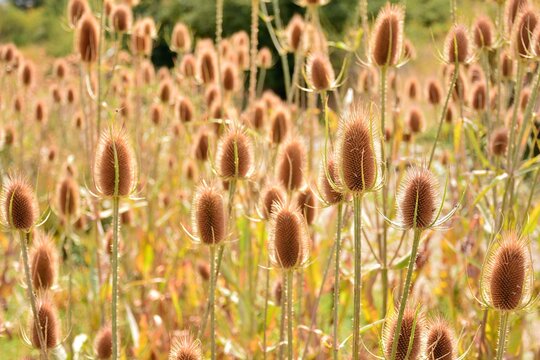 Cardos cardadores, dipsacus fullonum, en el campo al final del verano