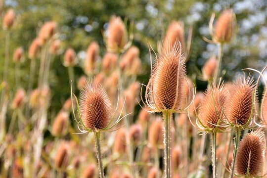 Cardos cardadores, dipsacus fullonum, en el campo al final del verano
