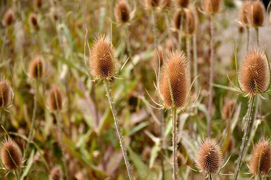 Cardos cardadores, dipsacus fullonum, en el campo al final del verano