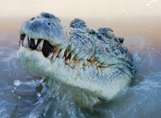 crocodile in the water