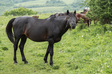 Close-up of a black horse standing sideways to the frame. Looking into the camera and chewing grass. A mountain pasture. The concept of livestock breeding.