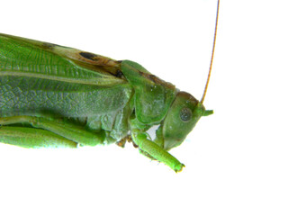 grasshopper isolated on white background