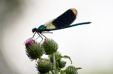 dragonfly on a plant close up sits on a green
