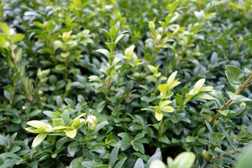 Foliage leaves pattern and view.