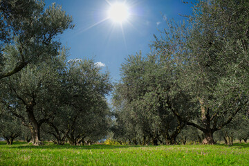 Traditional plantation of olive trees in Italy. Ripe olive plantations. Plantation of vegetable...