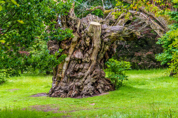 A view of an old tree in a park in Haywards Heath, Sussex, UK in early summer