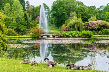 A view of Canadian Geese beside in a lake in a park in Haywards Heath, Sussex, UK in early summer