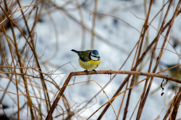 Naklejka premium Blue Tit (cyanistes caeruleus) perching on a twig