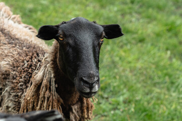 The black face of the sheep looks into the camera. Green blurred grass in the background. A mountain pasture. The concept of animal husbandry.