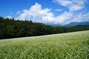 戸隠高原のそば畑
